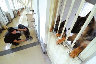 馴犬員給搜油犬準備晚餐。