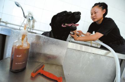 天熱時,搜油犬會天天洗澡。