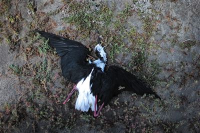 死去的鳥兒達到200多只，還有鳥兒在湖邊淤泥中掙扎著。