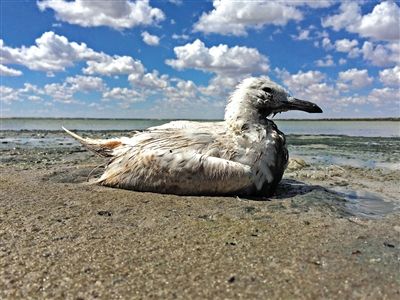 死去的鳥兒達到200多只，還有鳥兒在湖邊淤泥中掙扎著。