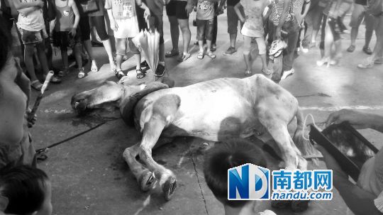 死馬拉的車(chē)。 游客圍觀死馬。游客供圖