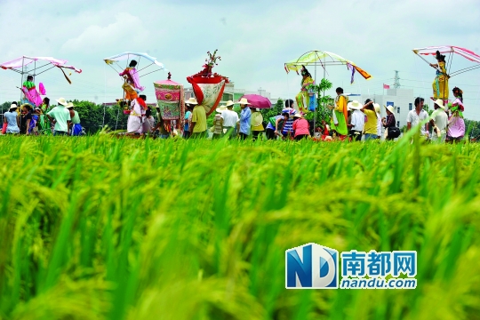 崖口村每年都在村里舉行飄色巡游活動。