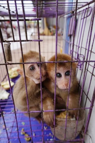 獼猴、麂子、白鷴、果子貍、豪豬、豺狗、熊、竹鼠等國家保護(hù)野生動(dòng)物或?yàn)l危物種，在此成為各路食客的盤中餐