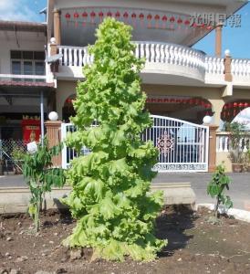 馬口親善花園居民李亞德種出“高人一等”的生菜，這棵3英尺高的生菜好像圣誕樹，令人稱奇。