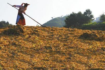 南北金銀花之爭致花農(nóng)損失慘重 命名依據(jù)被質疑