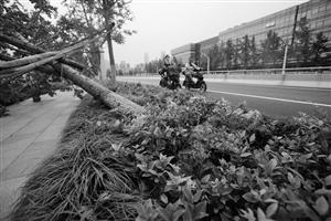 臺風吹倒7000多株行道樹 寧波市民質(zhì)疑園林局