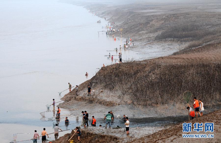  7月6日,在山西省平陸縣黃河岸邊,人們?cè)诓稉泣S河“流魚”。