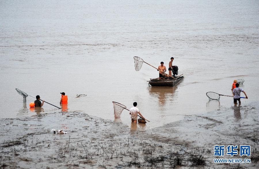 7月6日,在山西省平陸縣黃河河道內(nèi),人們?cè)诓稉泣S河“流魚”。