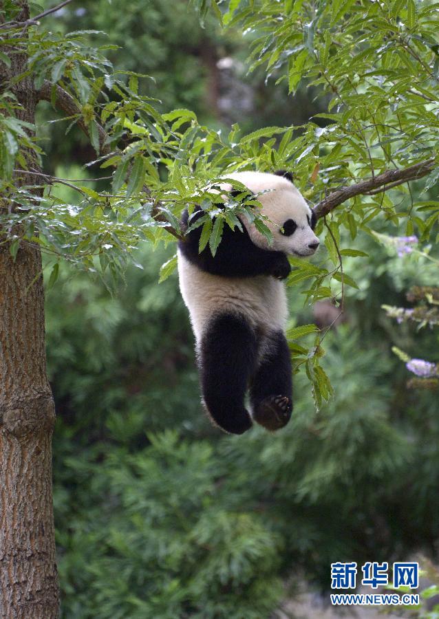 8月23日,大熊貓“寶寶”在美國華盛頓的國家動物園玩耍。新華社記者殷博古攝