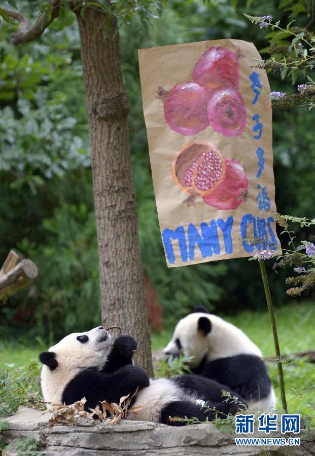 8月23日,大熊貓“寶寶”在美國華盛頓的國家動物園參加“抓周”儀式。