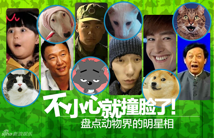 不小心就撞臉了！盤點動物界的明星相