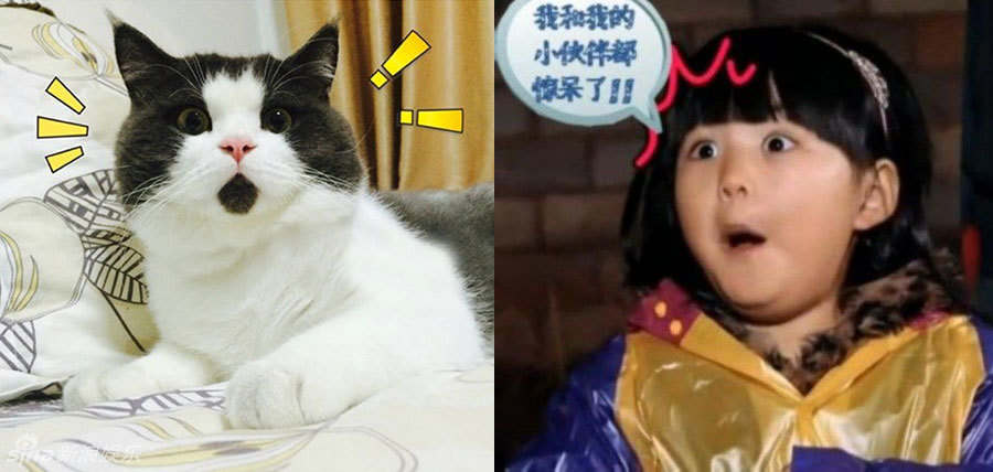 不小心就撞臉了！盤點動物界的明星相
