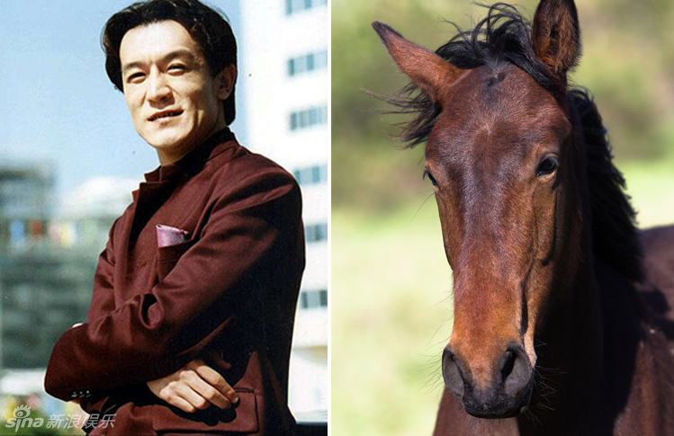 不小心就撞臉了！盤點動物界的明星相