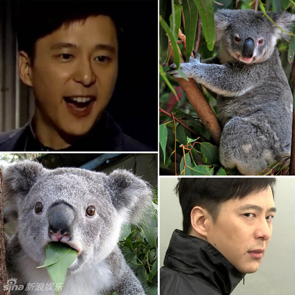 不小心就撞臉了！盤點動物界的明星相