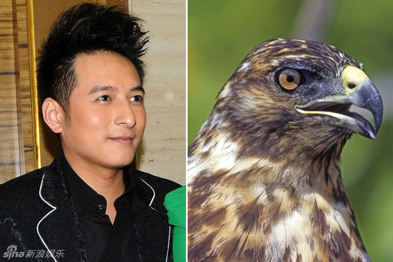 不小心就撞臉了！盤點動物界的明星相