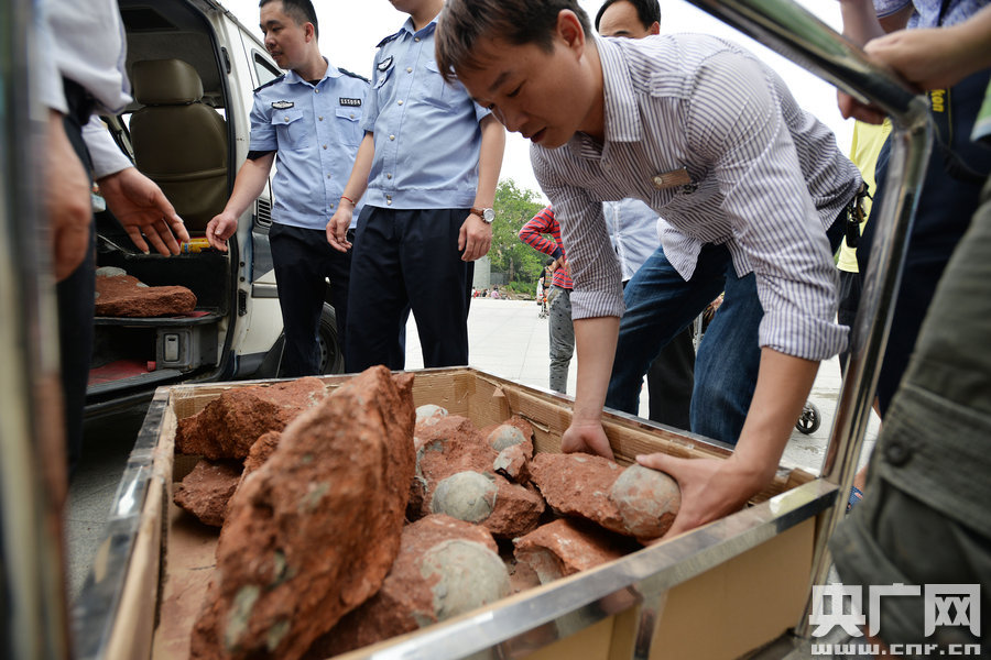 2015年4月19日，廣東河源，道路改造施工現(xiàn)場(chǎng)，挖出一大窩恐龍蛋化石。
