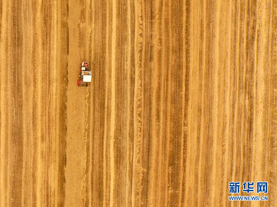 這是5月28日在河南省南陽市唐河縣甘河灣村航拍的麥?zhǔn)宅F(xiàn)場。