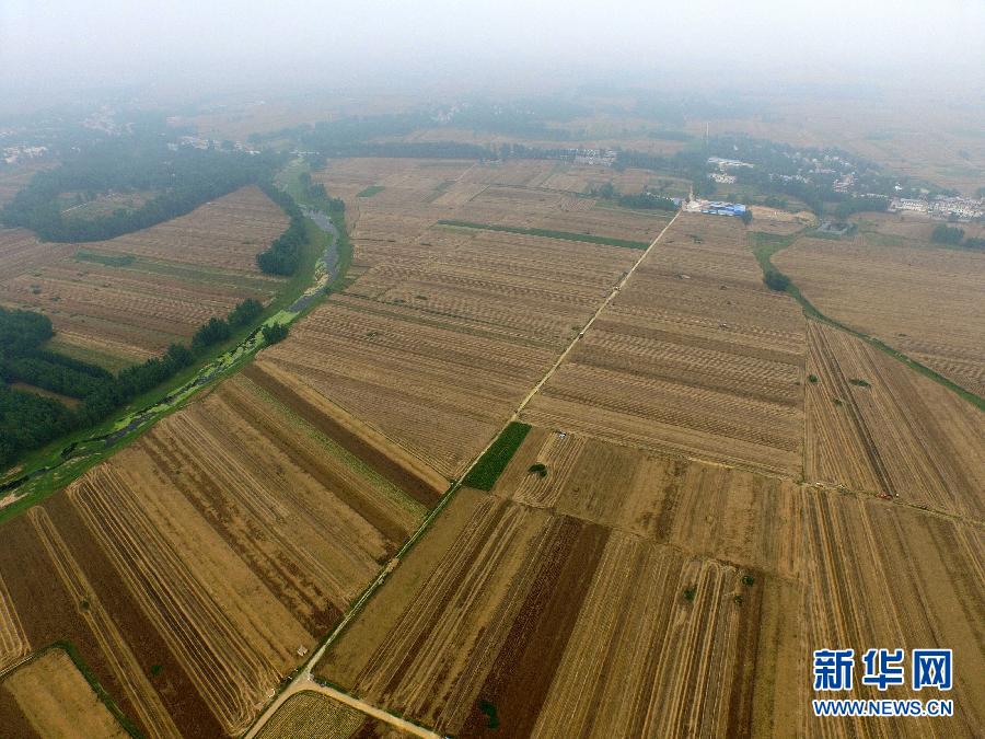 這是5月28日在河南省南陽市唐河縣甘河灣村航拍的麥?zhǔn)宅F(xiàn)場。