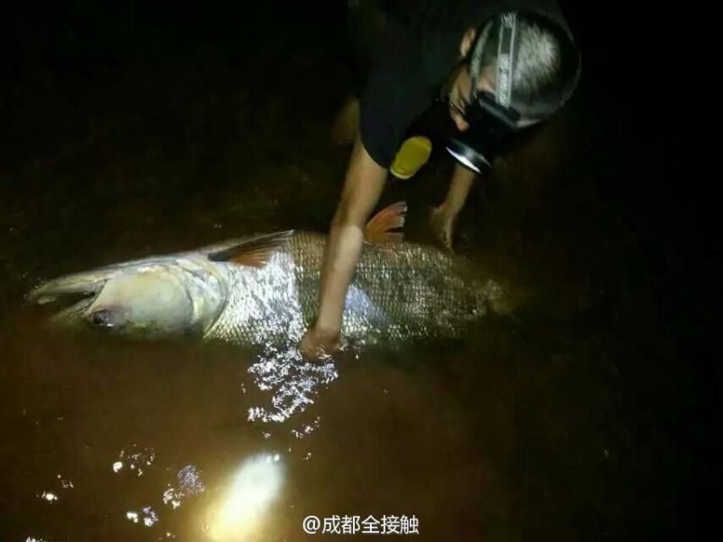 圖為父子倆發(fā)現(xiàn)大魚。