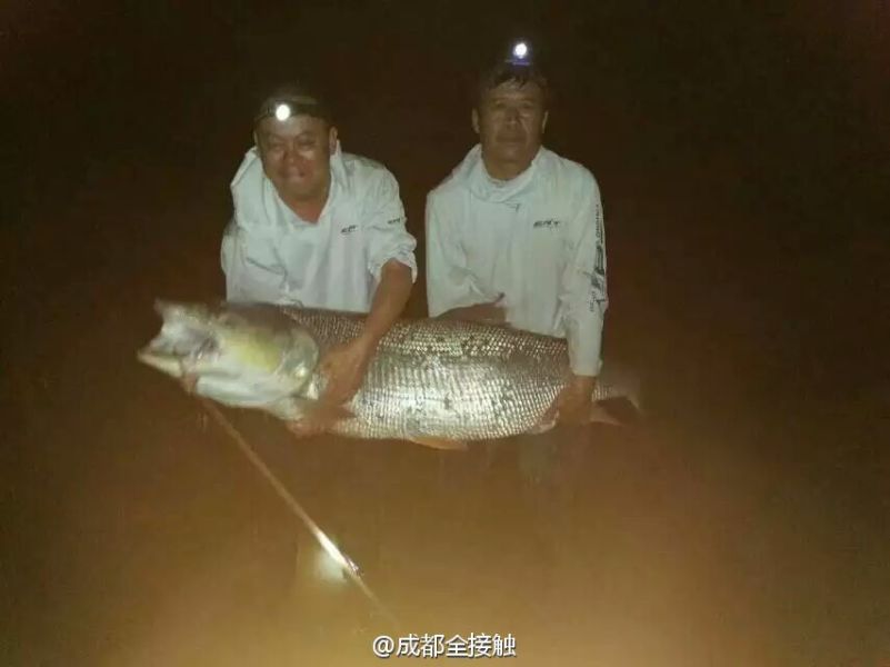 　圖為大魚需要兩個人抱起。