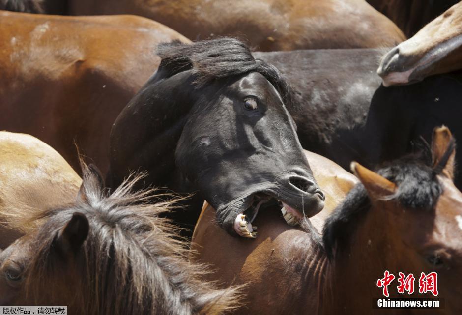 西班牙傳統(tǒng)野馬節(jié)火熱開賽 場面壯觀