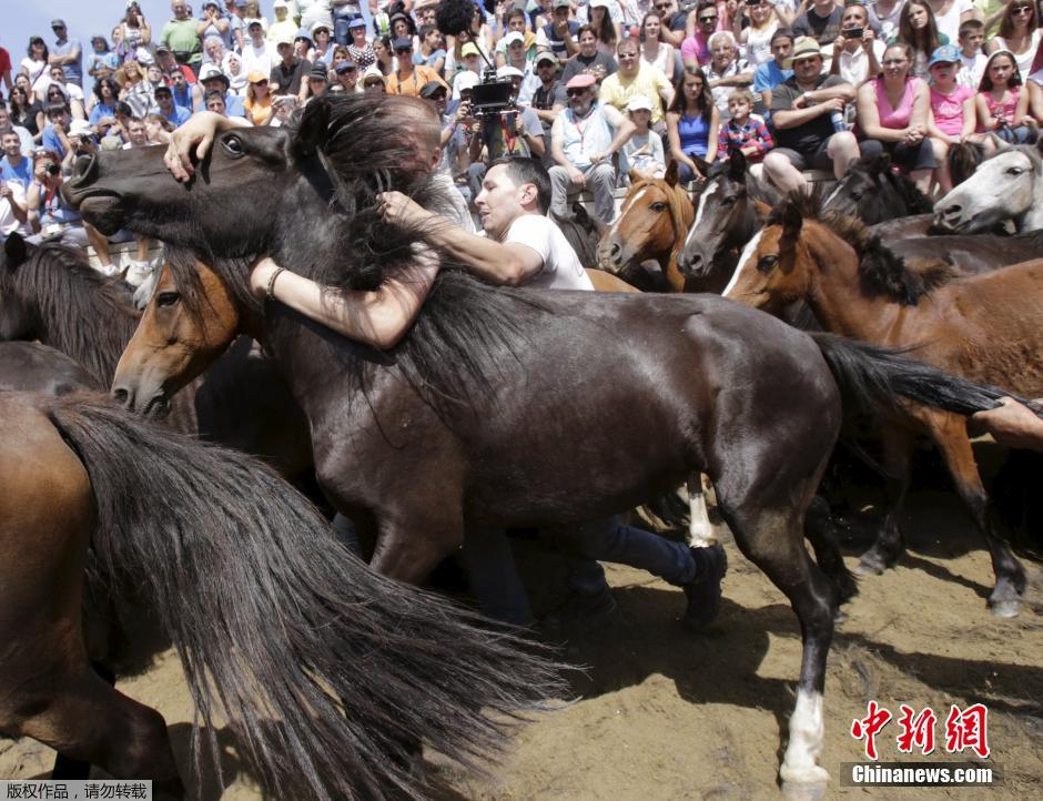 西班牙傳統(tǒng)野馬節(jié)火熱開賽 場面壯觀