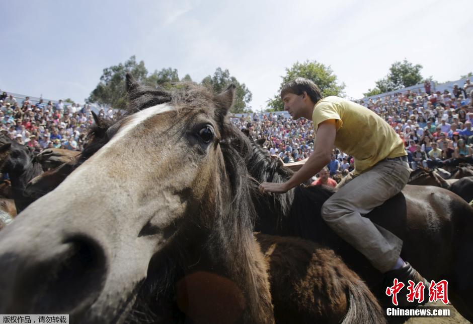 西班牙傳統(tǒng)野馬節(jié)火熱開賽 場面壯觀