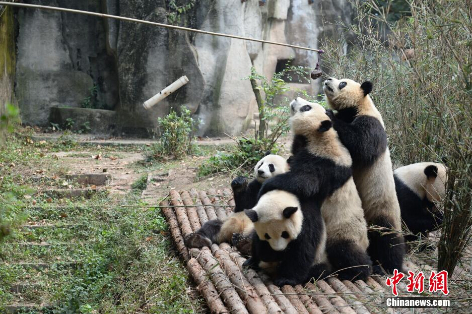 幾只大熊貓?jiān)谖故硶r(shí)間從飼養(yǎng)員處爭領(lǐng)食物。