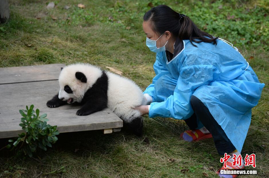 一名飼養(yǎng)員正幫助一只小大熊貓練習(xí)攀爬。