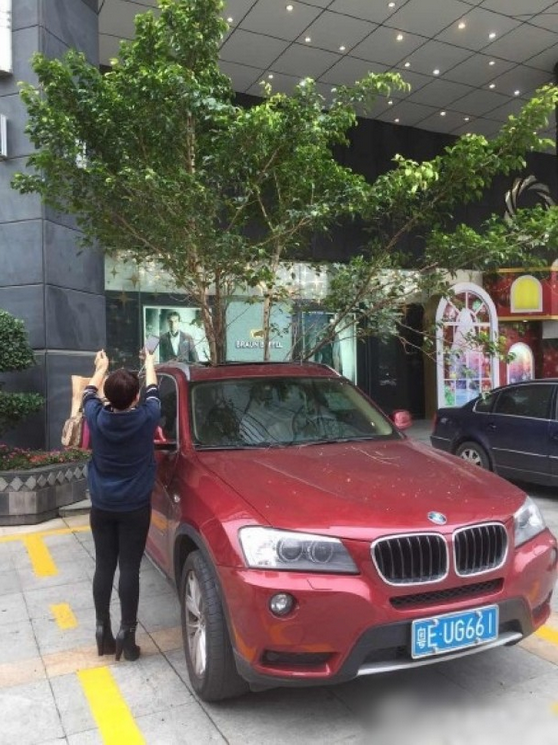 一輛停在停車位上的寶馬轎車，被墜落的樹枝砸中，樹枝徑直插入車內(nèi)，現(xiàn)場引發(fā)不少市民圍觀拍照。