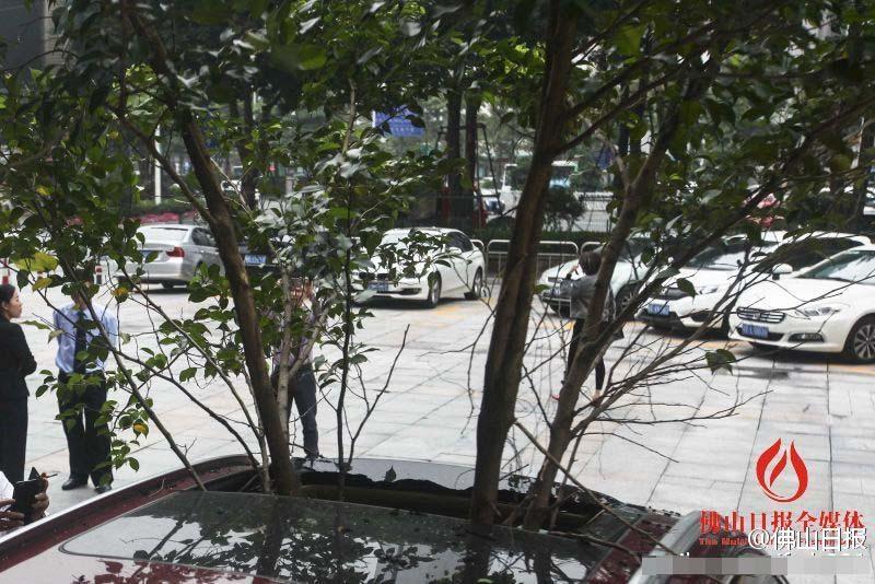 一輛停在停車位上的寶馬轎車，被墜落的樹枝砸中，樹枝徑直插入車內(nèi)，現(xiàn)場引發(fā)不少市民圍觀拍照。