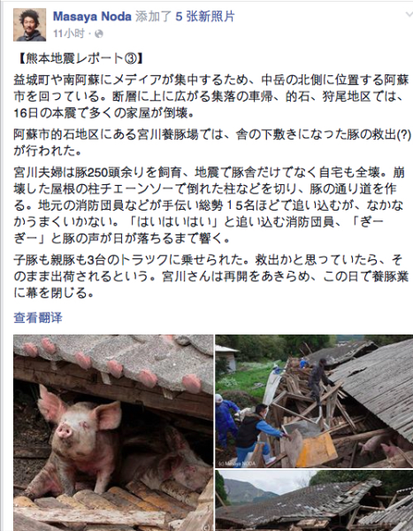 熊本地震后現(xiàn)“豬堅(jiān)強(qiáng)” 救出后被送屠宰場