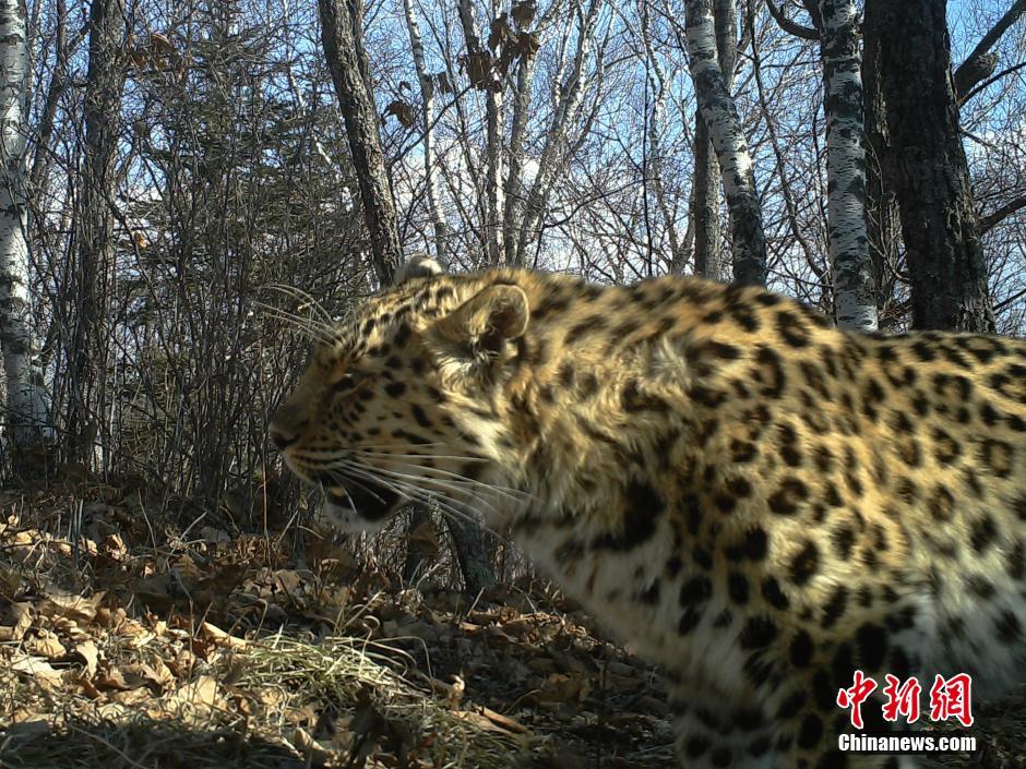 黑龍江老爺嶺保護區(qū)多次拍到野生東北虎、豹影像