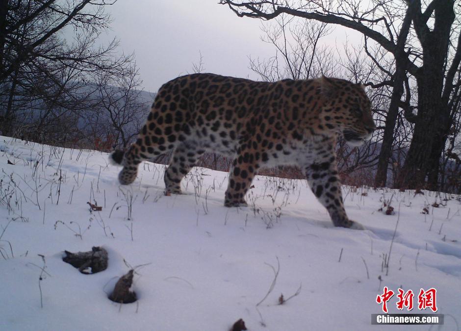 黑龍江老爺嶺保護區(qū)多次拍到野生東北虎、豹影像