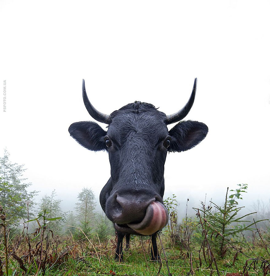 它們都是表情帝！一組不可思議的動物肖像
