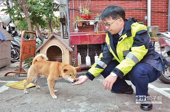 圖中這只柴犬生性好動(dòng)，逢人就搖起臀部及尾巴