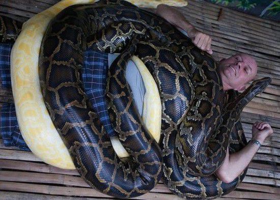 菲律賓一家動(dòng)物園為游客提供蟒蛇按摩服務(wù)。