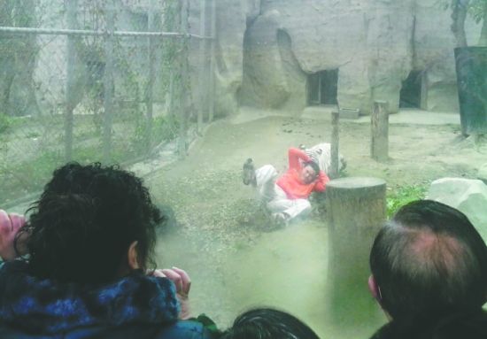 昨日，成都動(dòng)物園，男子進(jìn)入白虎活動(dòng)區(qū)后被白虎拖行。動(dòng)物園出動(dòng)50多人成功營救下他