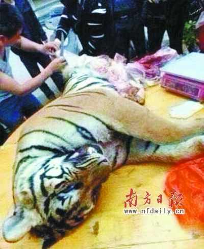 　殺虎現(xiàn)場(chǎng)。由匿名受訪(fǎng)人提供