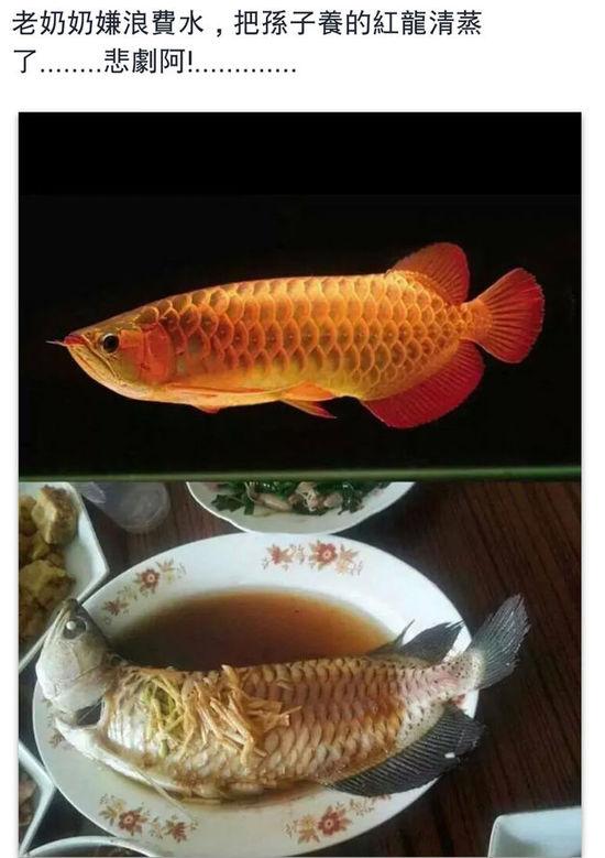 老奶奶嫌浪費(fèi)水,把孫子養(yǎng)的紅龍清蒸了。圖片取自臺(tái)媒