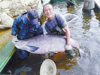 河南水庫(kù)捕到147斤重大青魚(yú)，長(zhǎng)1.76米。