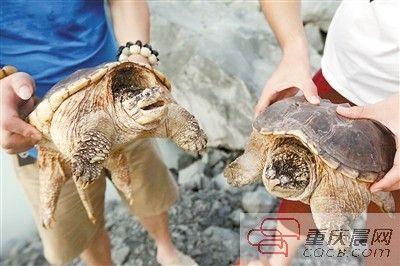 楊先生買來的鱷龜有很強的攻擊性。見習(xí)記者 雷鍵 攝