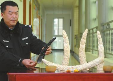1月5日，辦案民警展示擋獲的犀牛角、盔犀鳥頭、象牙制品。
