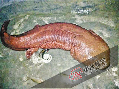 巫山抱龍鎮(zhèn)的超級娃娃魚。