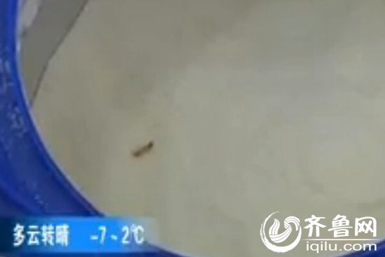 奶粉罐中出現(xiàn)的活蟲(chóng)（視頻截圖）