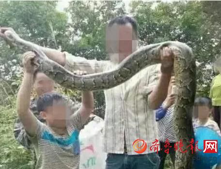 膽真大！男子抓野生大蟒燉湯 蟒蛇屬國家一級保護(hù)動(dòng)物(圖)