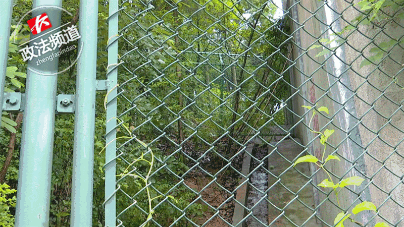 2女1男為逃票翻墻進(jìn)動物園 落地時周圍站了7只虎