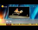 雄雞靚照催生優(yōu)質蛋？看臉世界讓人心碎