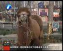 駱駝肉當(dāng)街叫賣(mài)合法？