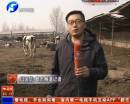 中牟牛奶滯銷 奶農含淚倒奶上千斤